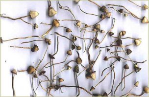 Эти сушеные очень нямочки