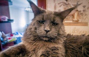 15 больших котов, которые не сомневаются в своей крутости