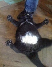 Фото котов, сделанных в нужный момент
