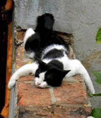 Перегулял...