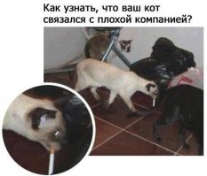 Фотографии суровых дворовых котов