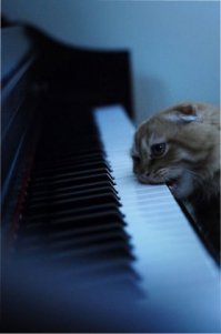 Кошачий пост
