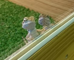 Пссс, тараканы есть? А если найдём ? )))