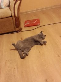 А вот мой толстомордый обормот))) Кссиус звать:)