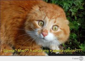 Фишкина солянка за 20.10.2014