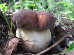 А по мне, так вот такие вкуснее))