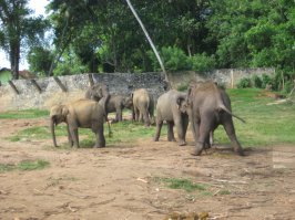Слон сфотографировался с туристом на память