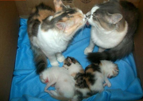 очаровательно)!