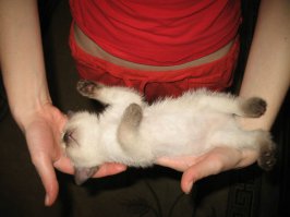 Вот такими они приходят к нам в дом, 
и такими становятся))