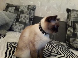 Вот такими они приходят к нам в дом, 
и такими становятся))