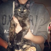 Собака из приюта 