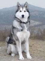 чем то наших лаек напомнили