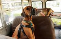 пассажиров не хватает ;)

а по теме