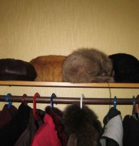 20 кошек-ниндзя освоивших искусство игры в прятки 