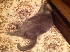 Мой котЭ - Ричард, затем он же и Бертруда)