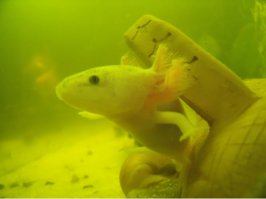 16 фактов об аксолотлях, которых вы не знали