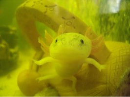 16 фактов об аксолотлях, которых вы не знали