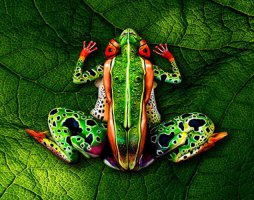 Оптическая иллюзия от художника Йоханнеса Стоттера