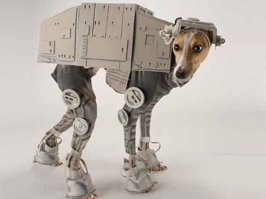 18 животных, которые делают косплеи лучше любого  