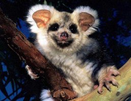 30 веселых фотографий с животными