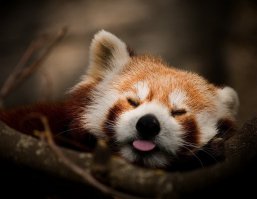 30 веселых фотографий с животными