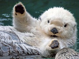 30 веселых фотографий с животными