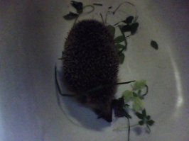 У меня на даче тусуется . Каждый год приходит с напарником и ночами друг на дружку пыхтят .