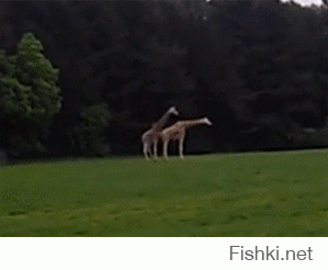 Ээх -как -же  тяжело быть жирафом