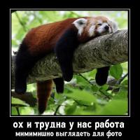 Красные пандочки или большой пост умиления