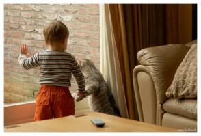 25 животных, которые обожают подсматривать