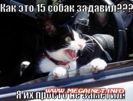  Картинки со смешными подписями