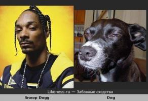Собаки похожие на кого-то другого 