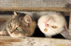 Как обмануть своего кота