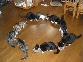 Как обмануть своего кота