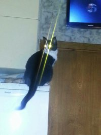 А космо-кот как вам? Моё котеЭ