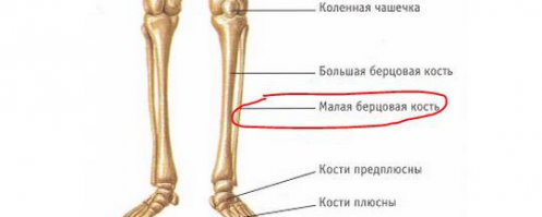 А почему у нее малоберцовая кость внутри? У обычных людей снаружи.
