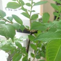 У меня на работе есть аморфофаллус, ему уже года 4. Пока что не цвел. Может на следующий год зацветет