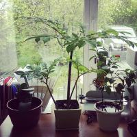 У меня на работе есть аморфофаллус, ему уже года 4. Пока что не цвел. Может на следующий год зацветет