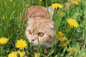 Котейку брали для дома. Со временем ушки поднялись, но от этого она стала еще красивее 
Выражение мордочки у вислоухих - непередаваемое :)
А по характеру очень спокойные, ласковые, но ненавязчивые. Стоит взять на руки - начинает гудеть как маленький моторчик :)