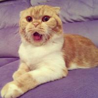 Котейку брали для дома. Со временем ушки поднялись, но от этого она стала еще красивее 
Выражение мордочки у вислоухих - непередаваемое :)
А по характеру очень спокойные, ласковые, но ненавязчивые. Стоит взять на руки - начинает гудеть как маленький моторчик :)