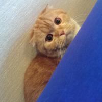 Котейку брали для дома. Со временем ушки поднялись, но от этого она стала еще красивее 
Выражение мордочки у вислоухих - непередаваемое :)
А по характеру очень спокойные, ласковые, но ненавязчивые. Стоит взять на руки - начинает гудеть как маленький моторчик :)