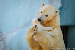 А это у нас в зоопарке мишка родилась зимой )))