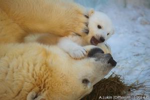 А это у нас в зоопарке мишка родилась зимой )))