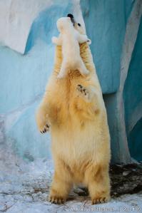 А это у нас в зоопарке мишка родилась зимой )))