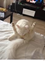 Уморительные фотографии котов, пойманных во время вылизывания своих причиндалов