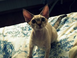 моя звезда тоже на любителя)). Аналогично, ласковая и любвиобильная)!