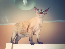 моя звезда тоже на любителя)). Аналогично, ласковая и любвиобильная)!