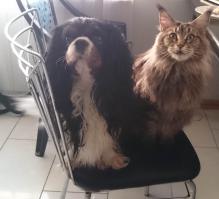 Жить дружно, это замечательно!

Вот вам дружная жизнь моего зверинца. Фоткал на тапочек, не судите строго.