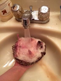 После того как Макаревич заявил что он ежей жрет, как-то страшно становится за этого ежа.