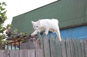 Кошка на заборе